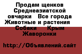 Продам щенков Среднеазиатской овчарки - Все города Животные и растения » Собаки   . Крым,Жаворонки